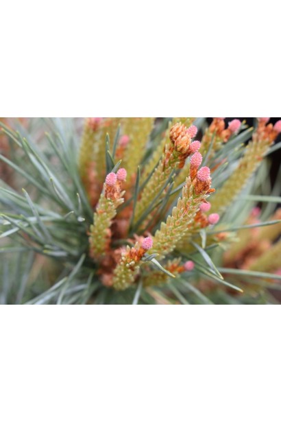 Сосна Chantry Blue молоді свічки